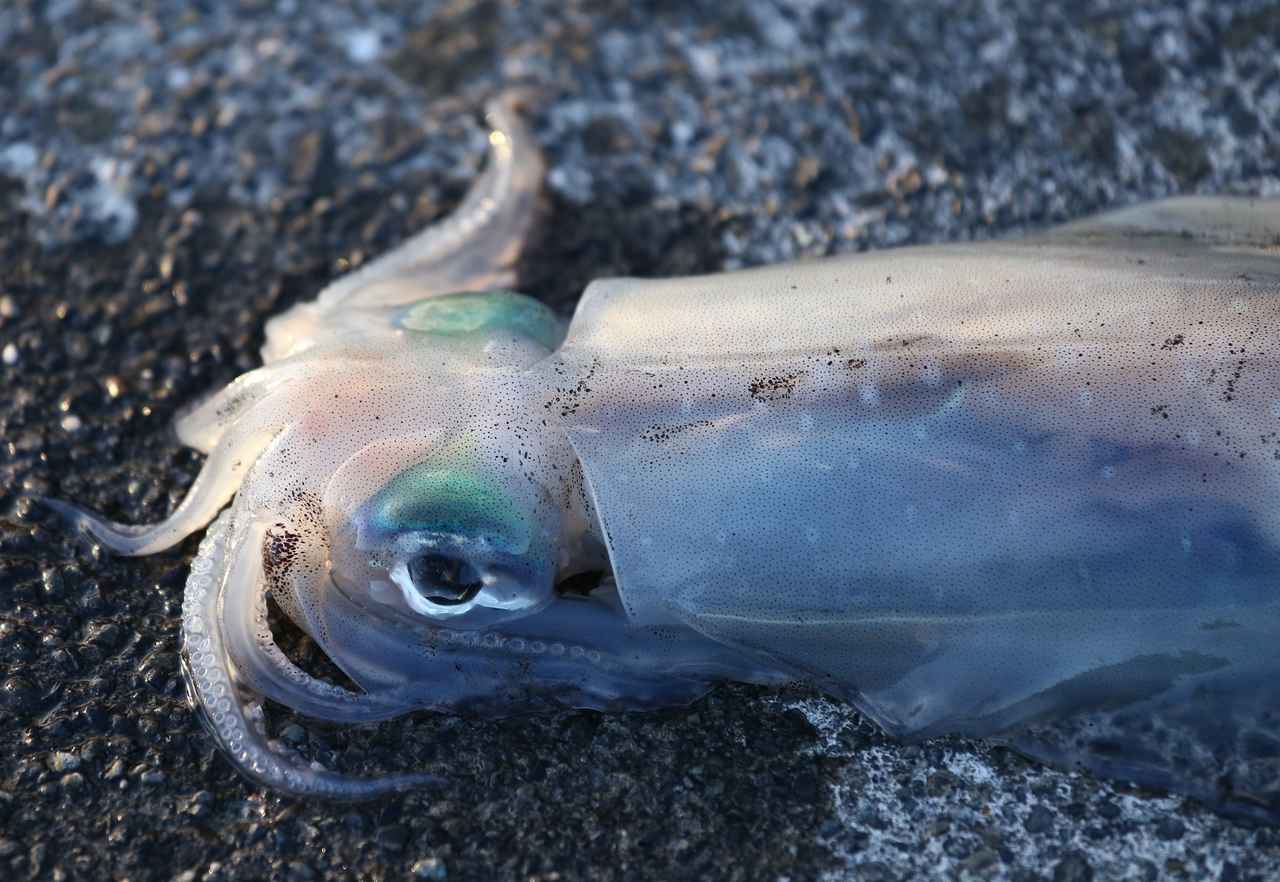 エギングを始めるなら「数釣りの秋」に基礎をマスターすべし！