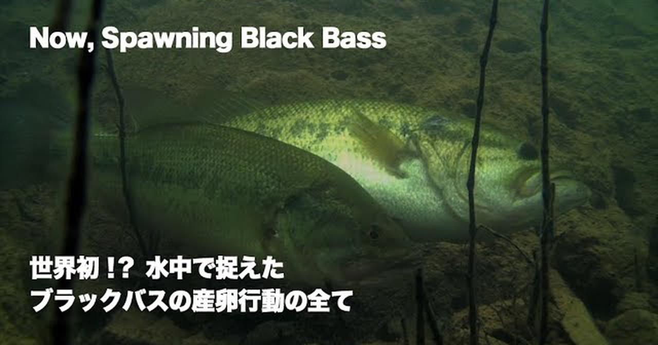 ブラックバス産卵行動の様子を捉えた貴重映像を公開！