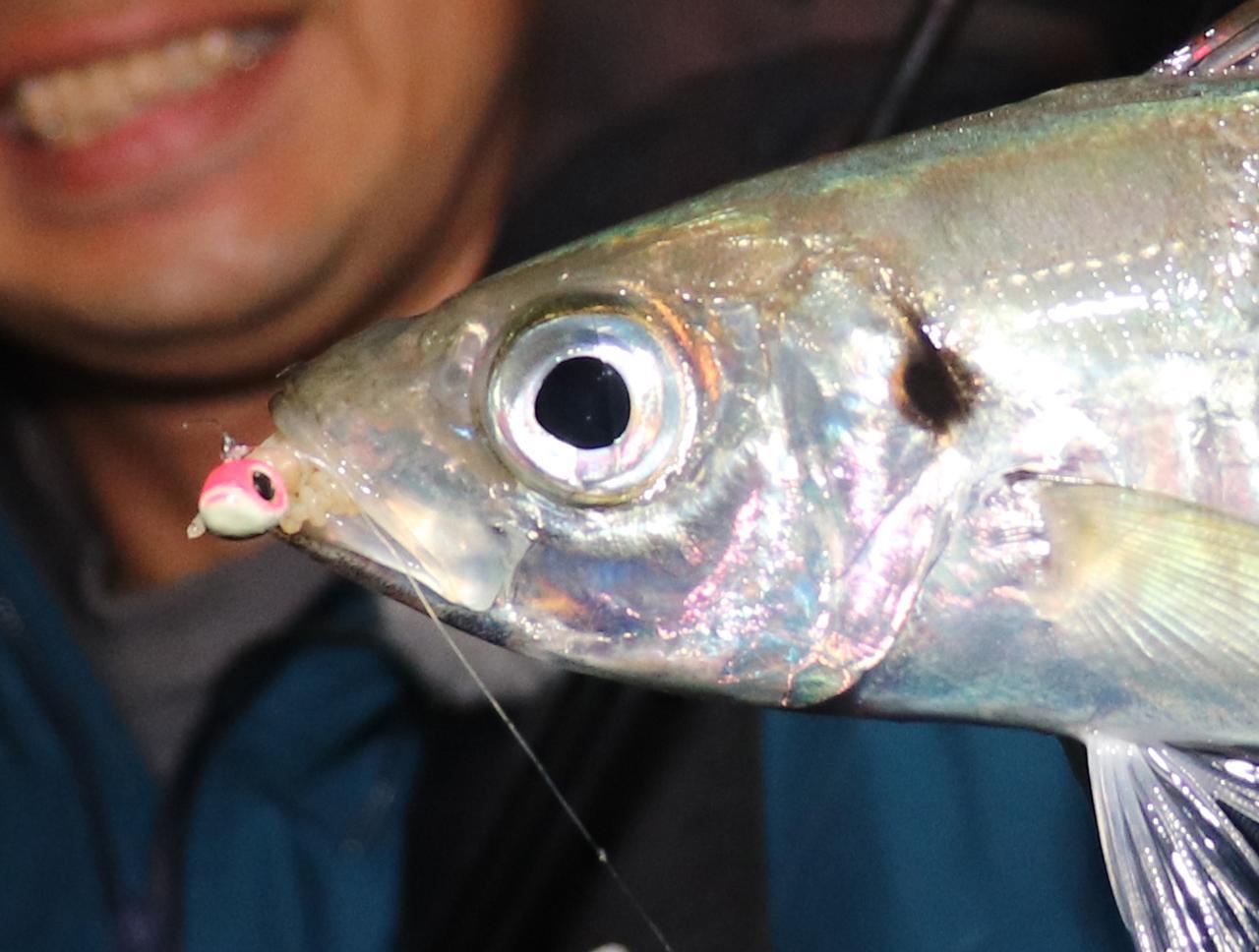 春告魚”メバルを虜にするDAIWA「月下美人」のおすすめルアーを