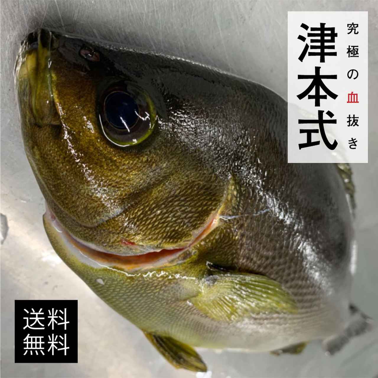 津本式 津本光弘 本人仕立て 鮮魚革命 著書 究極の血抜き宮崎県串間市産 養殖 Youtube 人気 宮崎県から発送 丸山黄金ヒラメ3尾入り重量 送料無料 究極の血抜き 鮮魚 1尾約700 800g 刺身 血抜き で紹介 メディア