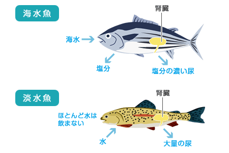 新月 の潮まわりは魚が良く釣れる その謎に迫る コチちゃんにドヤられる お魚アカデミア ルアマガプラス