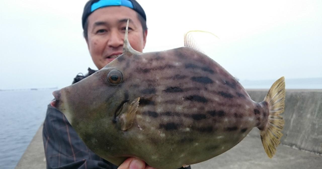 岸壁から良型カワハギ連発！ 秋の味覚を求めて大分の沖波止（堤防）へ【釣具のポイント行橋苅田店スタッフ寄稿】