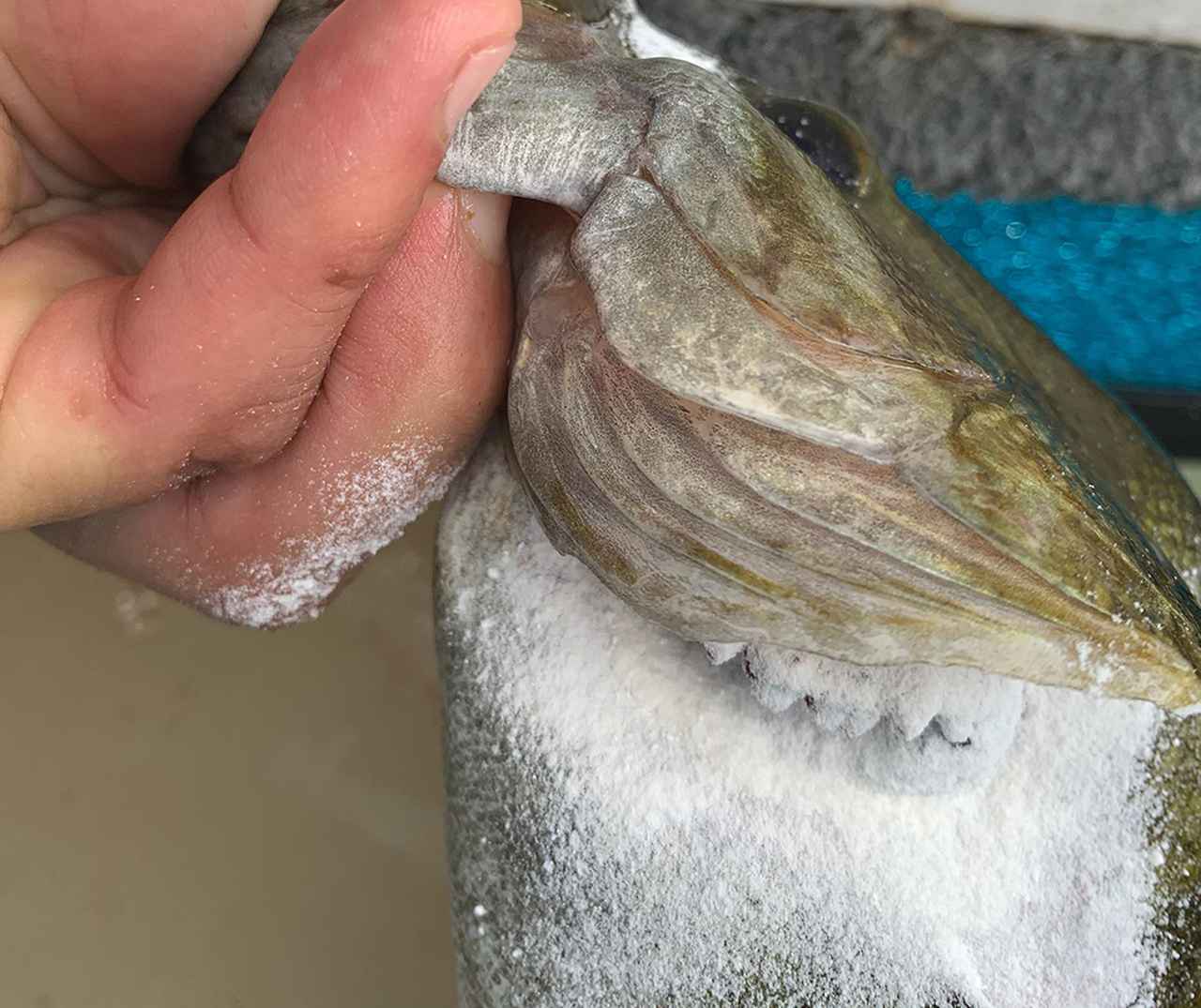 魚のダメージを軽減出来る！水生動物の止血剤登場！！【クイックストップ（ギミック）】
