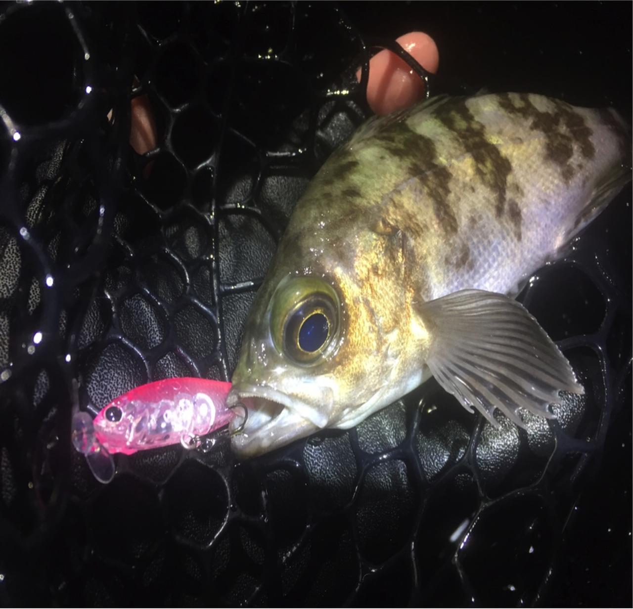 これからのメバリングはウェーディング⁉ 横浜・東京湾で実釣チェックしてみた！【釣具のポイント横浜港南台店スタッフ寄稿】