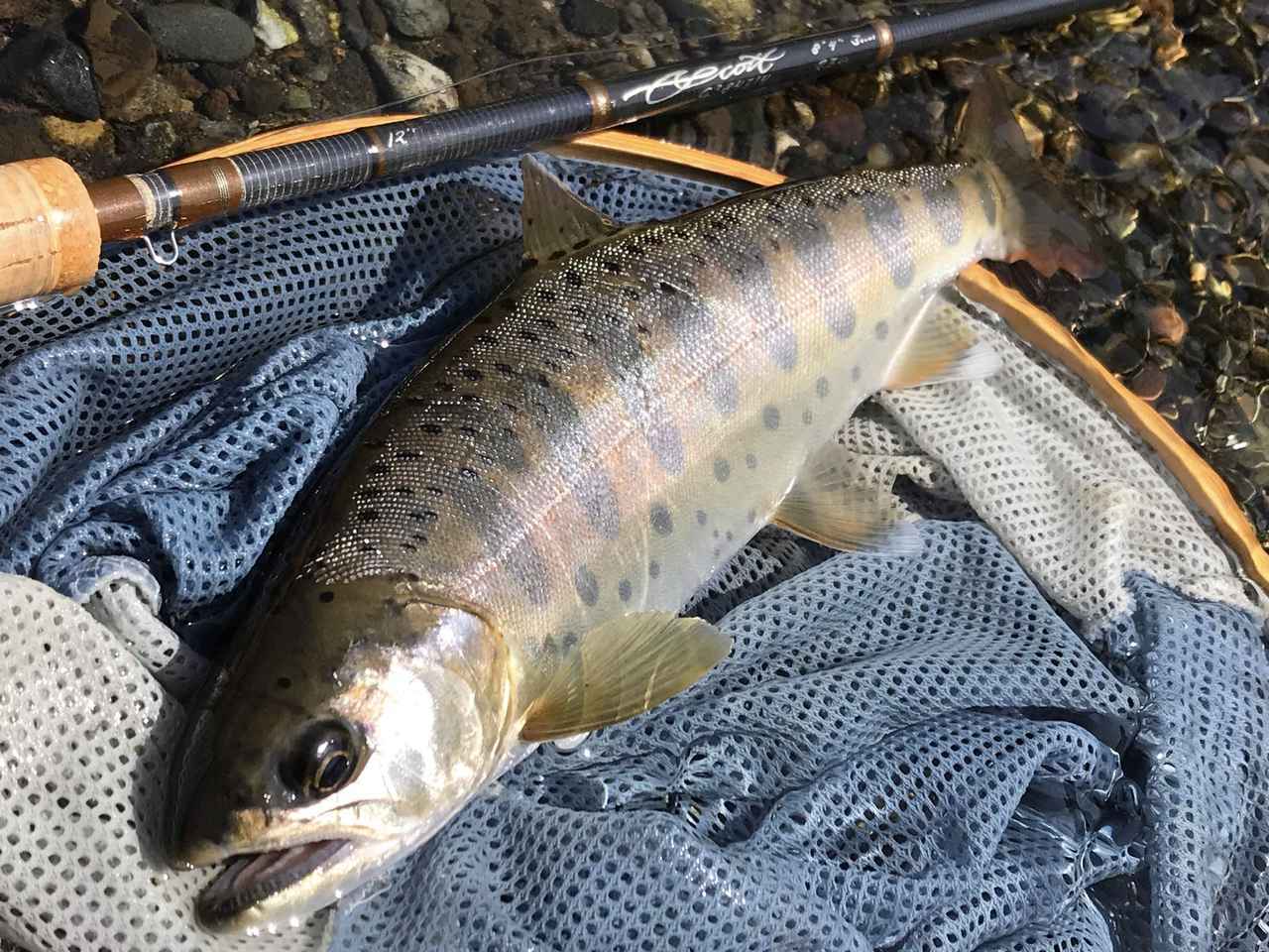 カムパネラの美しいフライロッド。2月末までの限定受注につき注目すべ