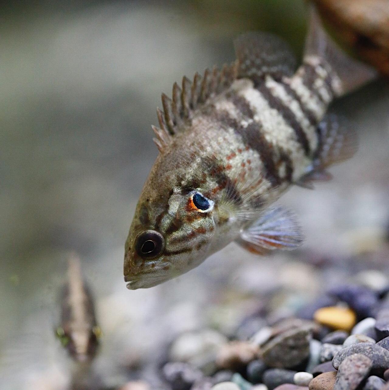 至高の日本淡水魚 オヤニラミ を飼うための水槽選び 釣った 採った で魚を飼ったり育てたり アクアリウム奮闘記 02 ルアマガプラス