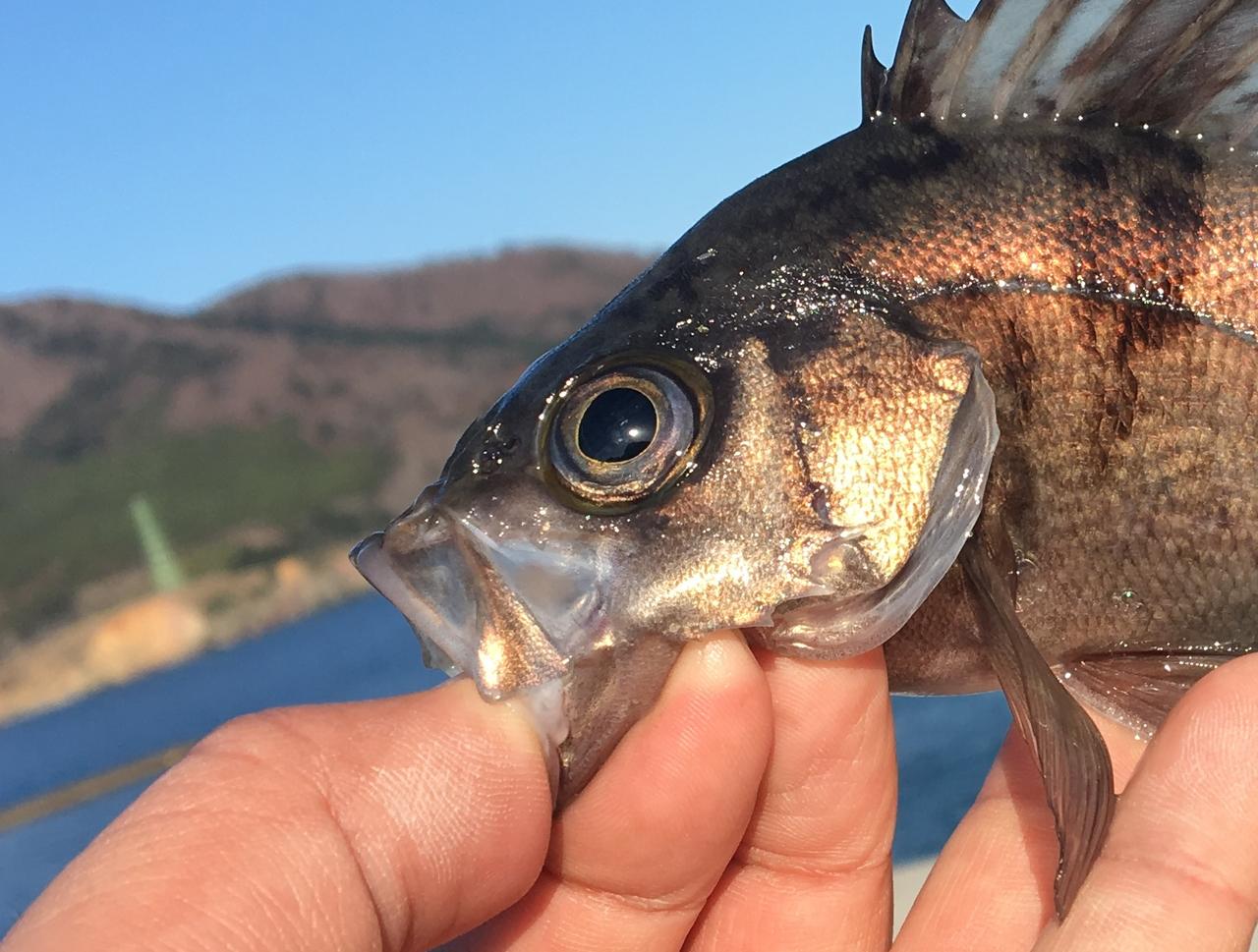 魚眼の構造を知ればシェードの攻め方がわかる 広がる 実は明暗のコントロールが苦手 釣り人の知らない魚眼の世界 ルアマガプラス