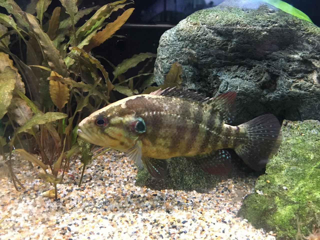 多魚種と混泳オヤニラミ ミニ淡水魚図鑑 釣った 採った で魚を飼ったり育てたり アクアリウム奮闘記 06 ルアマガプラス