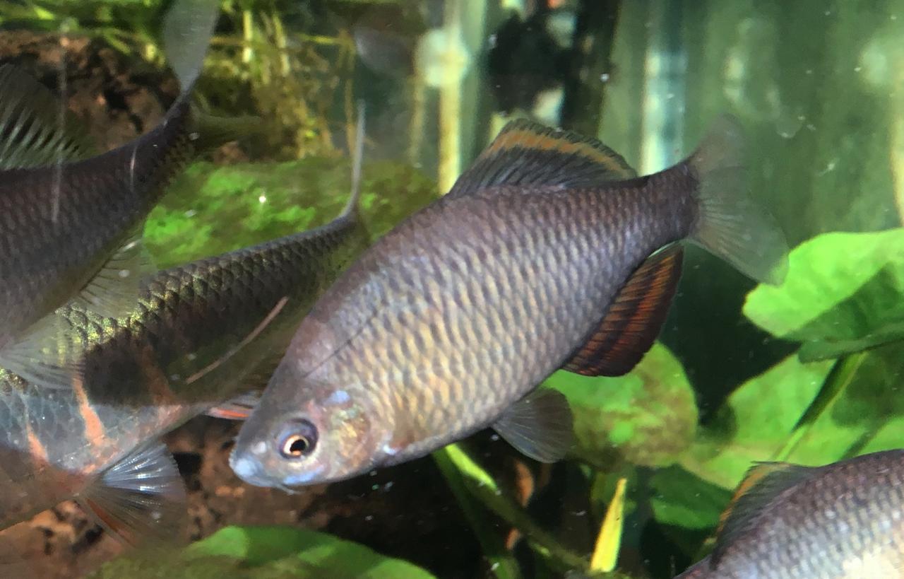 離島にアブラボテというタナゴを探しにいった話【日本淡水魚ロマン譚／長崎県壱岐島】