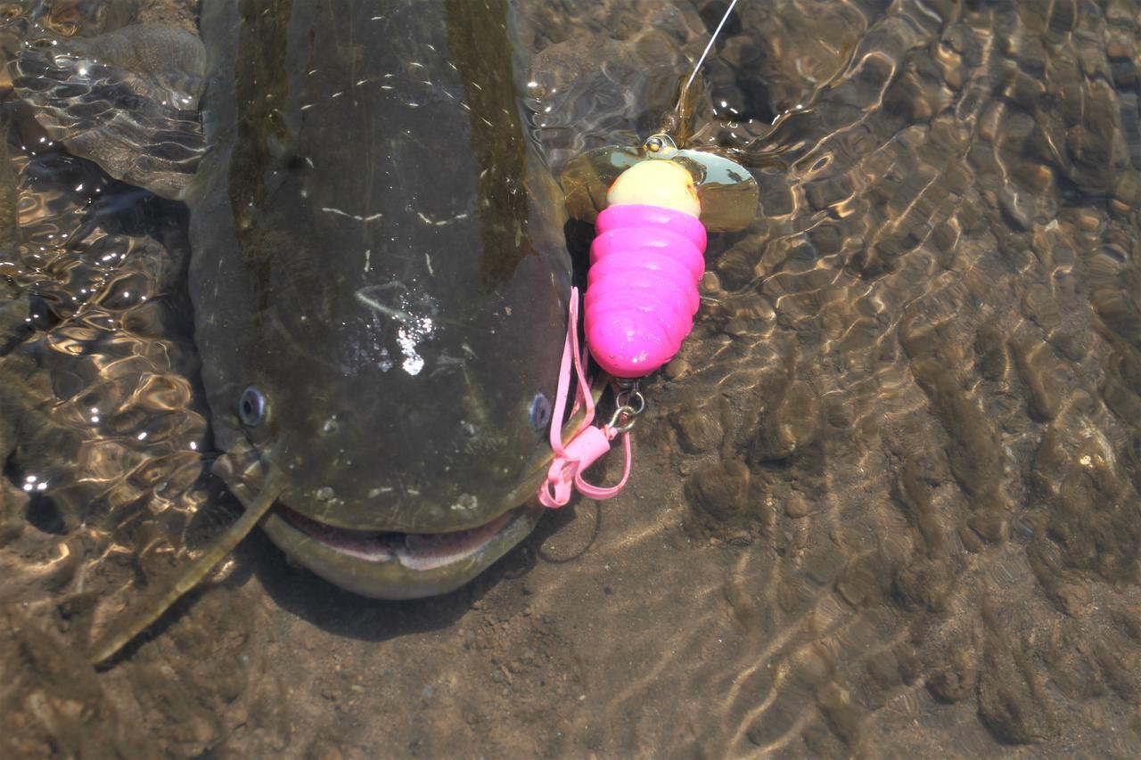 ナマズ釣り始めました 楽しいぞ キャタピー スミス 1 395円 今週のお買い物 ルアマガプラス