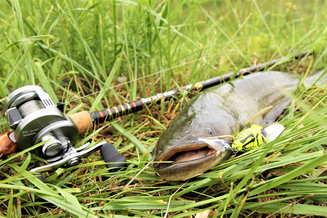 真夏ナマズはハードプラグ カラーローテがガチ喰いのキモ 山戸田ブラザーズ ルアマガプラス