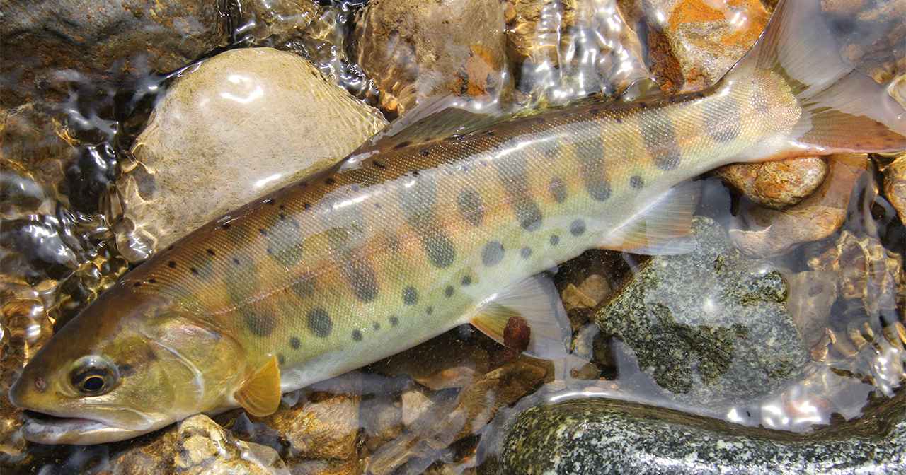 ヤマメ釣りの基本アプローチは下流から上流へ【ビギナー向け渓流釣りの基礎知識その1】