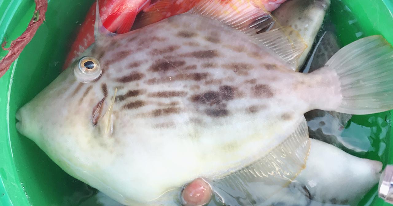 冬の極上味覚・カワハギ釣りのススメ -タックル編- 【バスプロも初心者もハマる楽しさ】