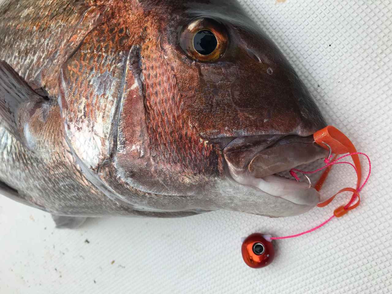 マダイ 動画 タイラバで狙う旬魚 五目釣りがカンタン過ぎる 尺メバルetc ルアマガプラス