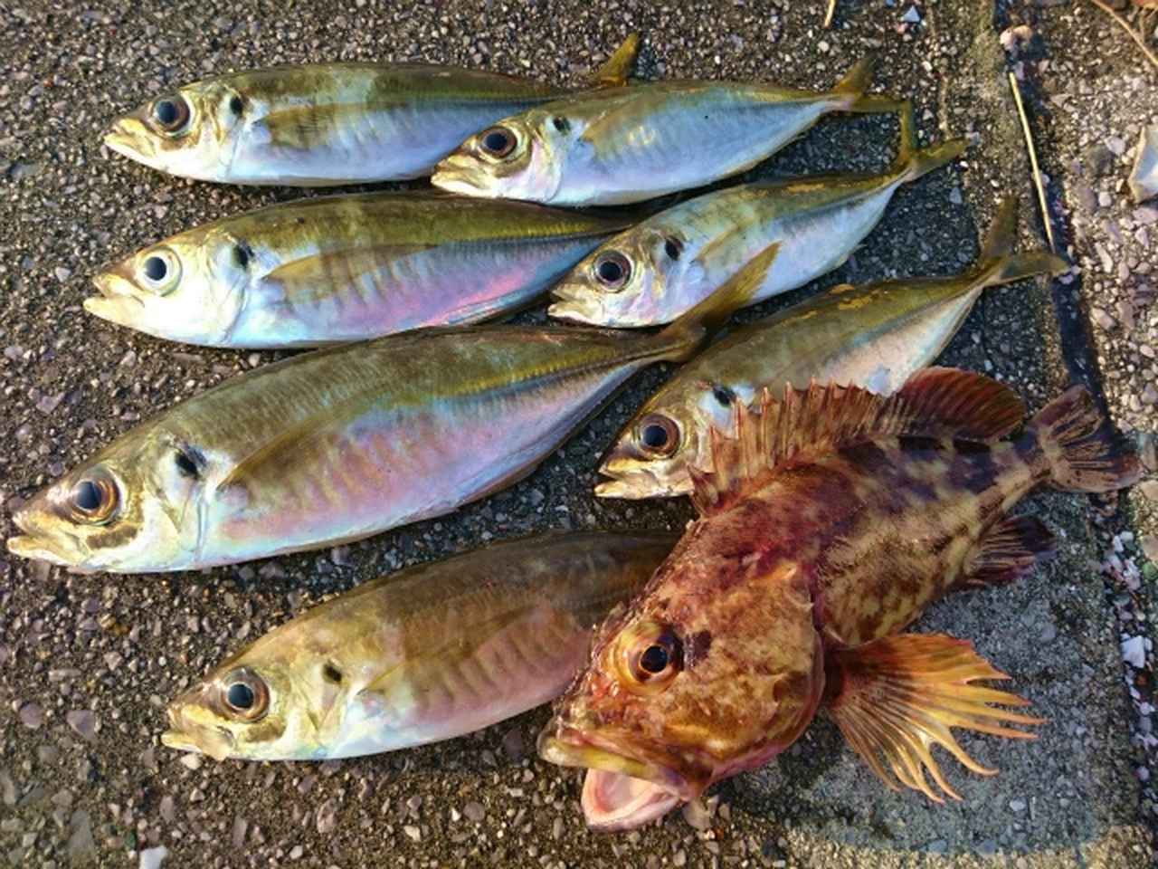 デカアジ狙いで大分アジング釣行！ハイカロリーなアジ料理ざんまい⁉【釣具のポイント行橋苅田店スタッフ寄稿】