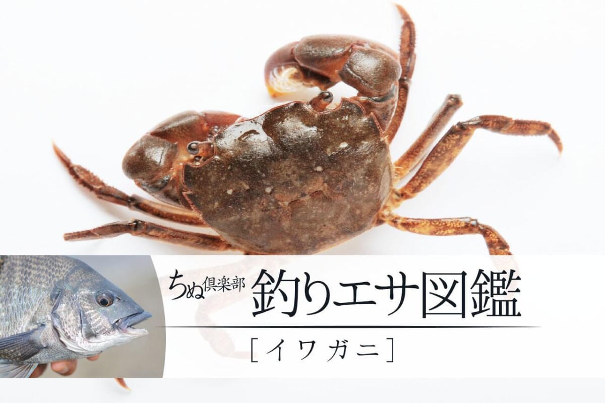 リバーチニングが気になり過ぎて“専用ロッド”を買ってしまった