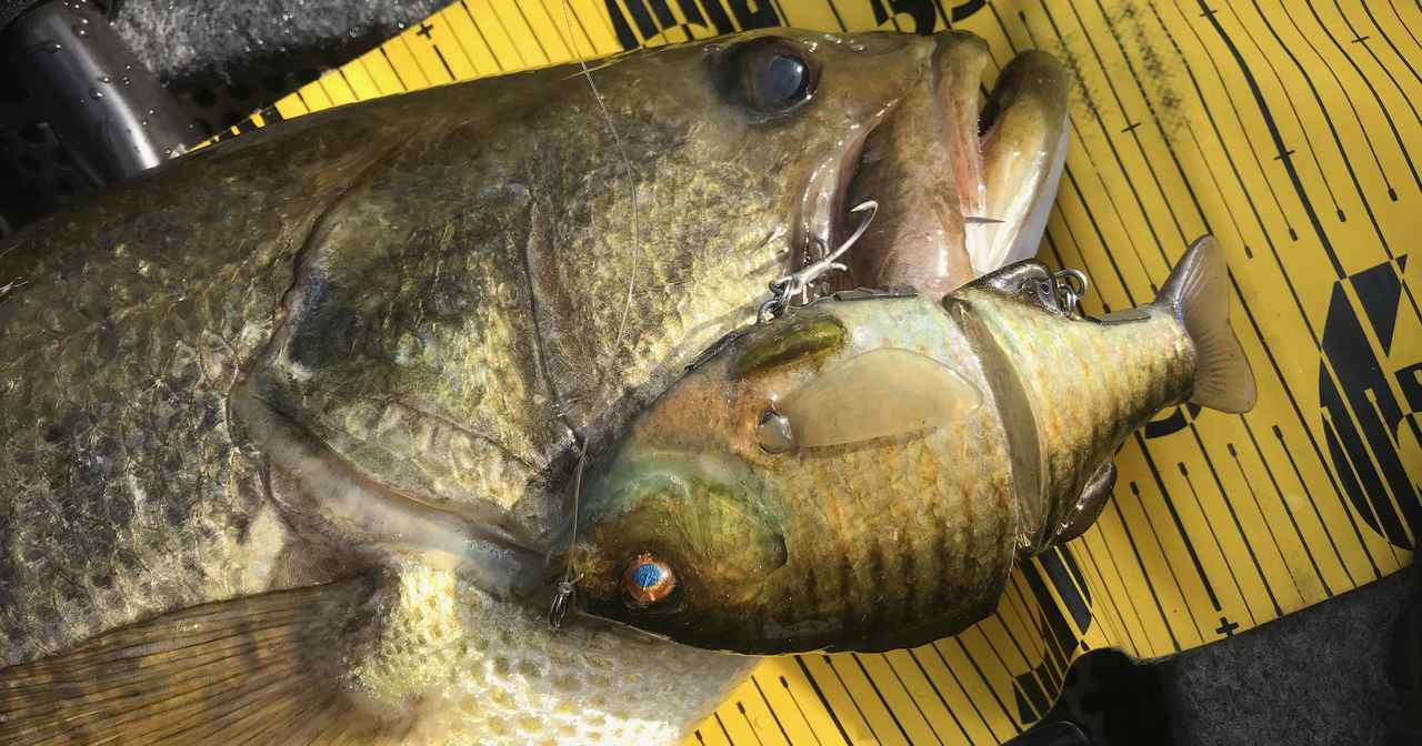 超減水の三島湖に行ったら魚銀皮貼りルアーが炸裂してギョヒー！の巻【マシモPブログ】