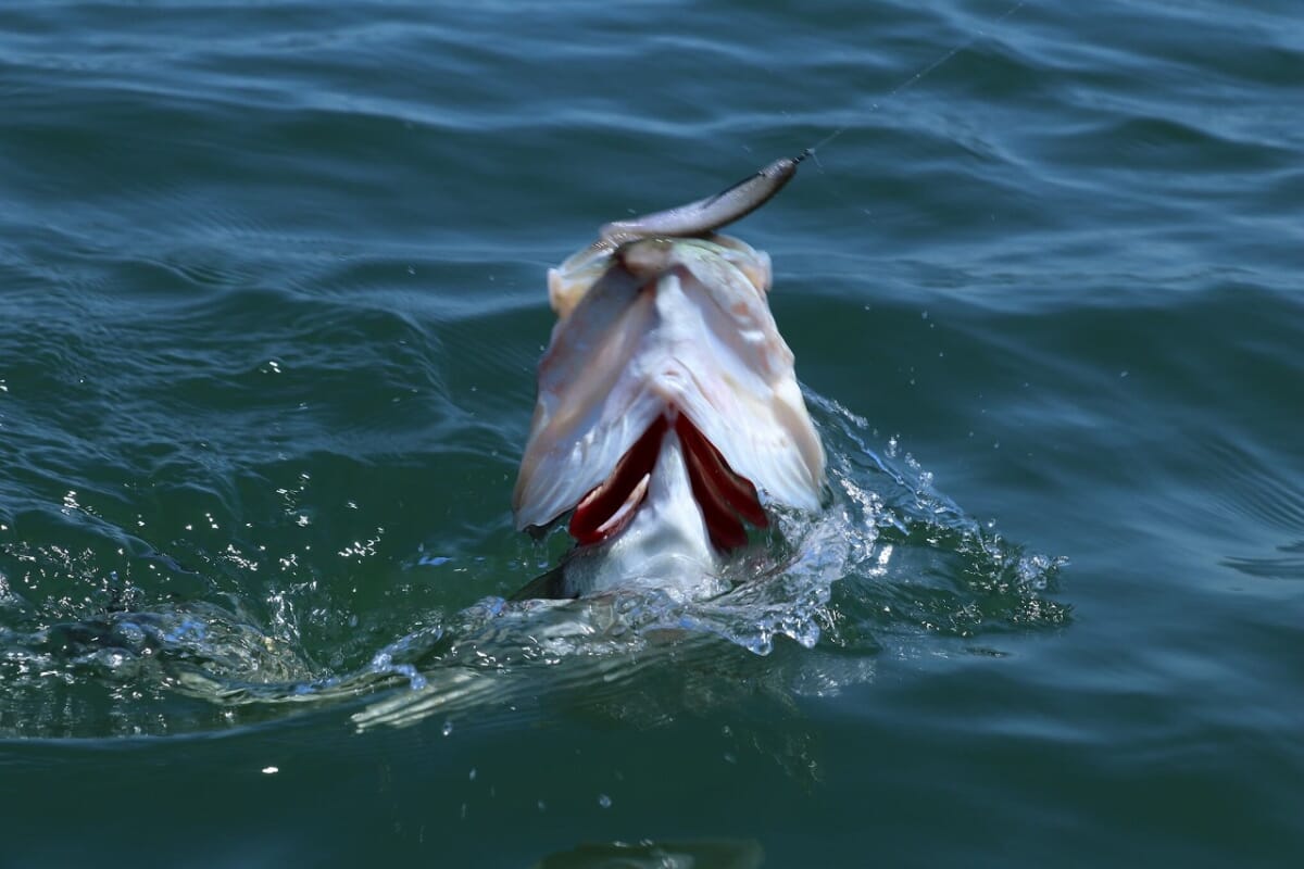 6月のバス釣り 水のきれいな場所を狙え 教えて いそっち バス釣りレベルアップ道場 ルアマガプラス