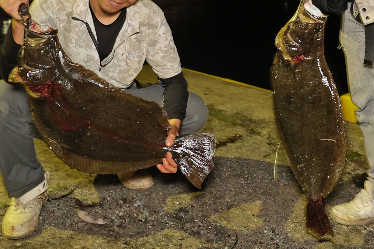 佐渡島は座布団級ヒラメのパラダイス 他の魚種の釣果もスゴイ ルアマガプラス