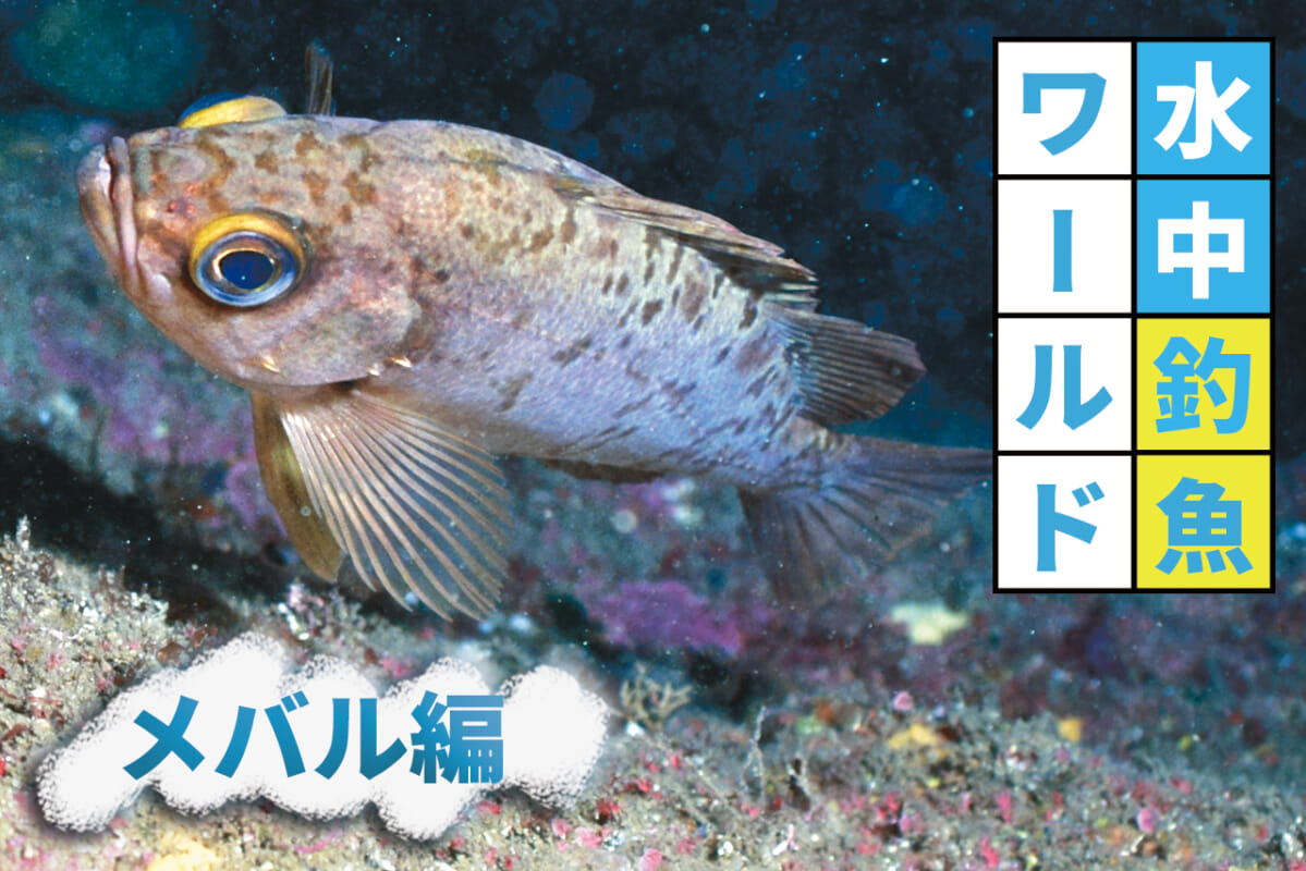 海に潜るとそこには魚の大群が 水中写真で見るサカナの生態 メバル編 ルアマガプラス