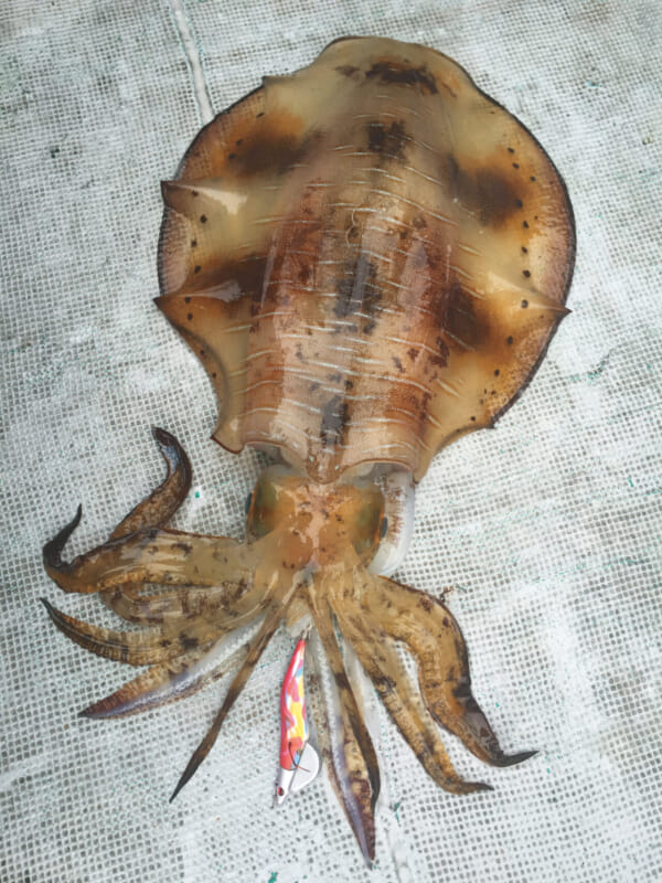 ｜「眼」を使って狩りをするアオリイカの様子 水中写真で見るサカナの生態：アオリイカ編