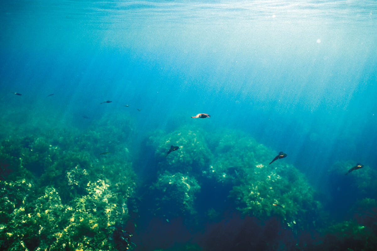 ｜「眼」を使って狩りをするアオリイカの様子 水中写真で見るサカナの生態：アオリイカ編