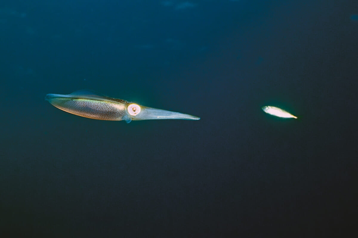 ｜「眼」を使って狩りをするアオリイカの様子 水中写真で見るサカナの生態：アオリイカ編
