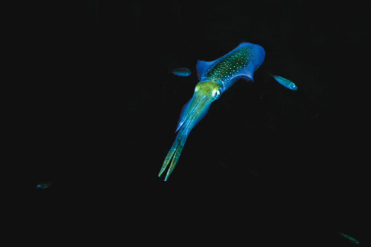 ｜「眼」を使って狩りをするアオリイカの様子 水中写真で見るサカナの生態：アオリイカ編