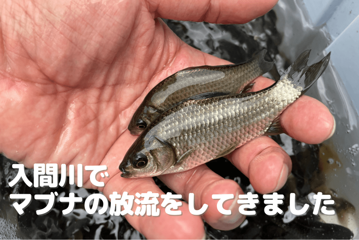 埼玉県入間川で「マブナ」の放流が行われました！【入間漁協＋LOVE BLUE事業】