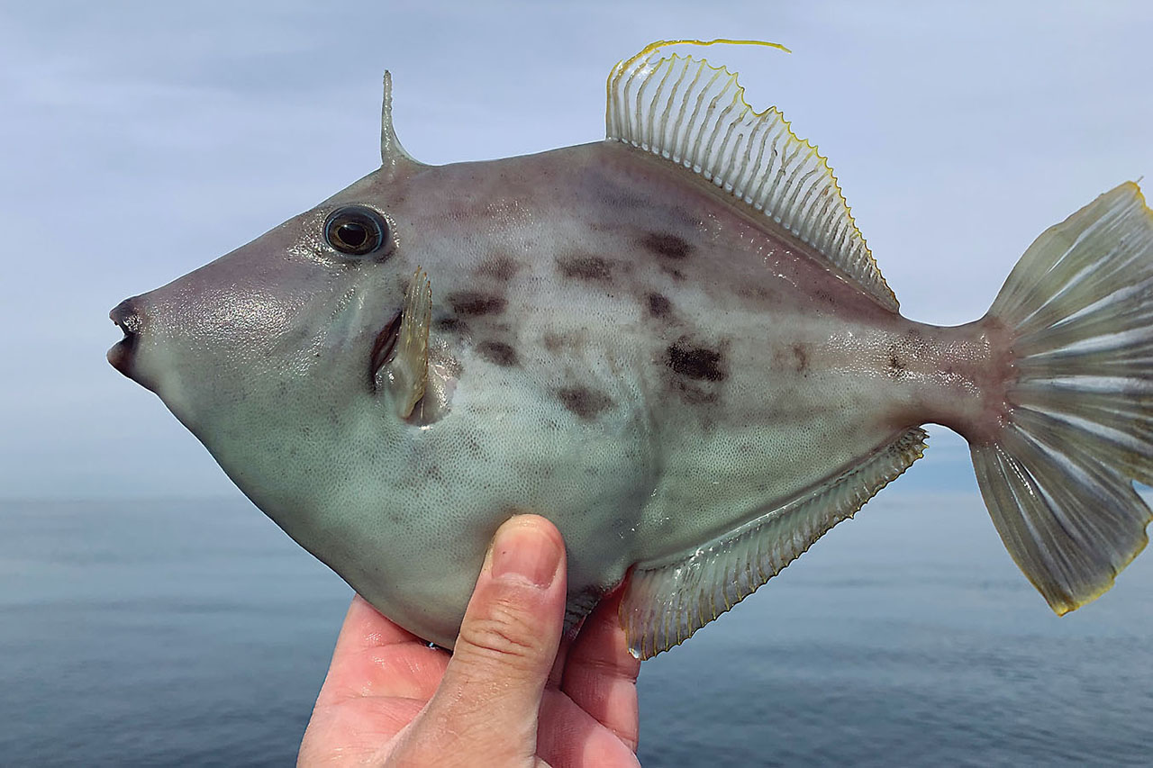 バス釣りトーナメンターが カワハギ釣り にハマる理由とは ルアマガプラス