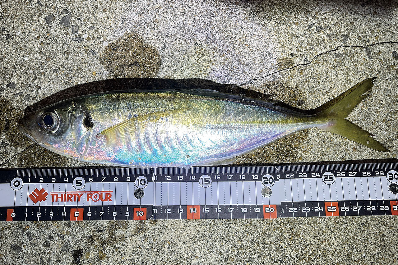 でかアジ狙うなら「ボトムレンジ」を意識すべし！【34家邊流でかアジハントの心得その2】
