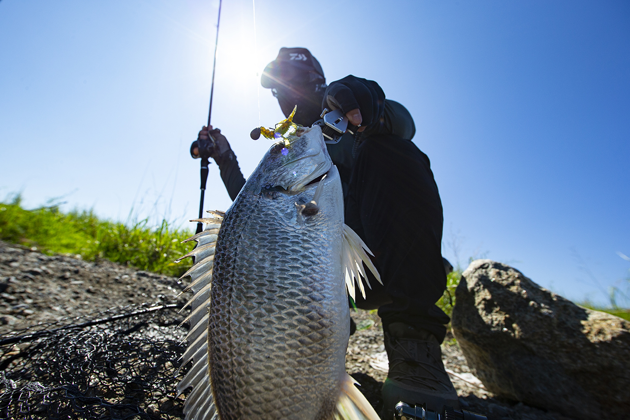 クロダイが6分に1尾釣れる！ 驚異的な釣り方「フリリグ」を伝道師が