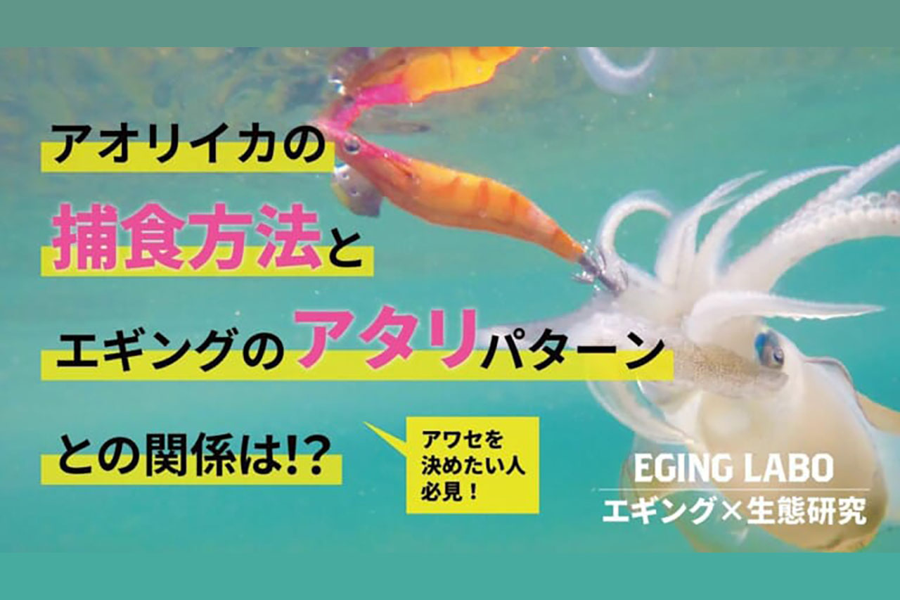 イカの世界はモノクロ!? アオリイカの生態を大解剖！ 川上英佑さんの「エギングラボ」が秋イカ前にタメになる!!