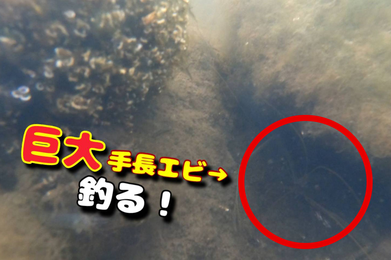 デカすぎ！ 都内の公園で巨大テナガエビが釣れた！【みんなの釣りレポート】