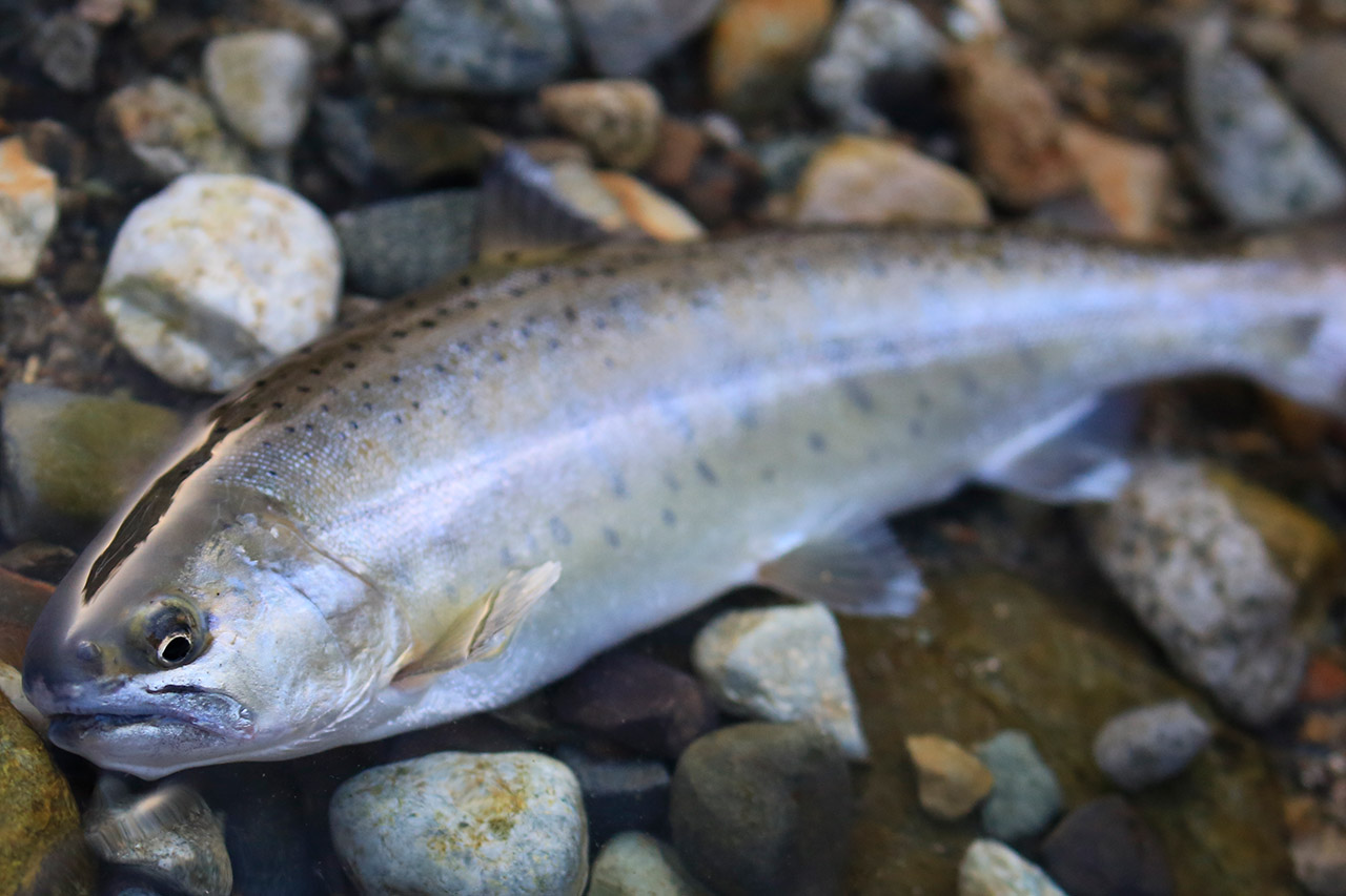 ヤマメ釣りの基本 その4 動きが渋くてもあきらめない 低活性ヤマメの狙い方 ルアマガプラス