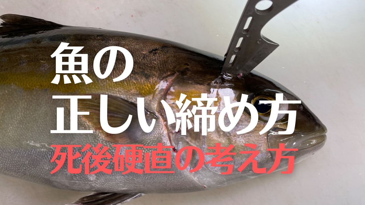 魚の締め方 津本式推奨の 脳締め 神経締め エラ切り フリフリ血抜き 冷やし込み 保冷 の手順が良い理由 ルアマガプラス