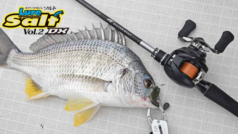 クロダイとキビレ、釣り分けは可能？［はい、可能です！］。ヒントは狙う場所を変えること！