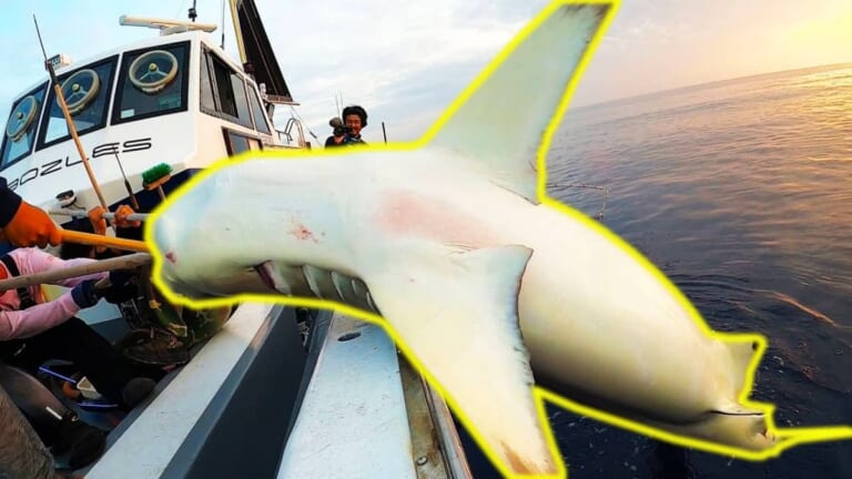 危険すぎ激ヤバ！200kg超えのサメが船上で大暴れ【ハイサイ探偵団】
