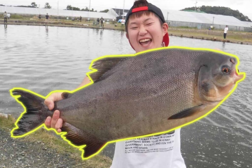 ピラニアに擬態する超巨大怪魚が襲来 日本で唯一コロソマが釣れる浜名湖フィッシングリゾート ルアマガプラス
