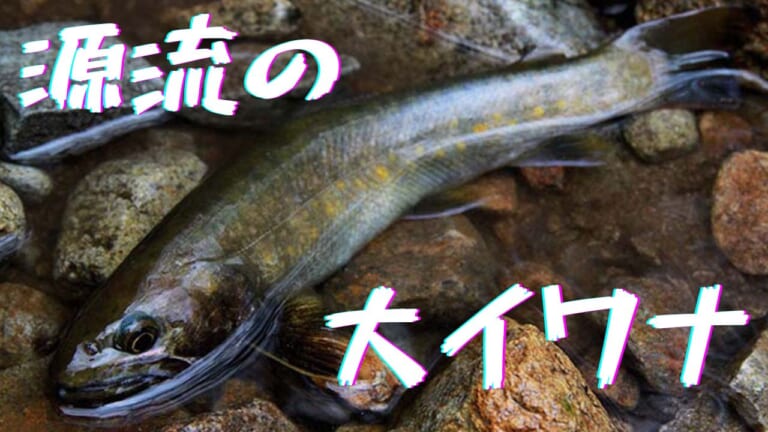【源流釣り基礎講座】『安全に』源流の大イワナに出会いたい！ チャレンジの第一歩は「山岳会に入会する！」こと