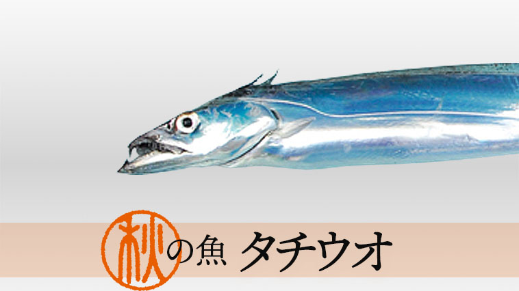 タチウオってこんな魚 美味しい料理のレシピ集をご紹介 ルアマガプラス