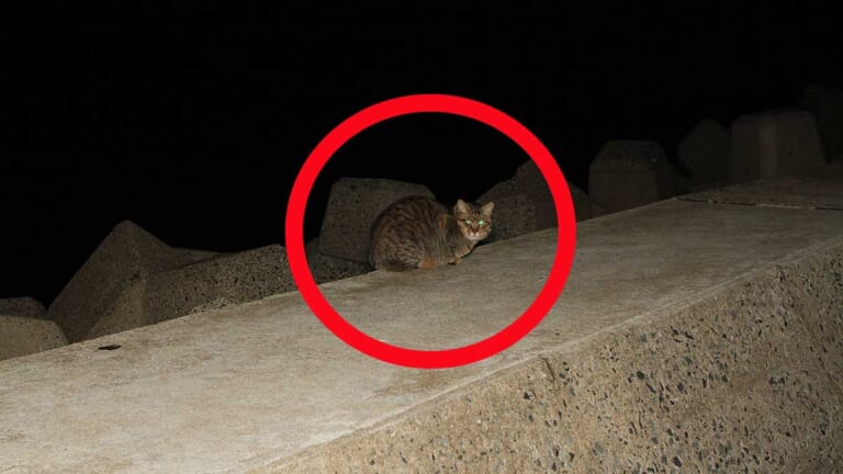 幻のツシマヤマネコに遭遇か!?撮影して専門家に鑑定してもらった結果、驚きの事実が判明！