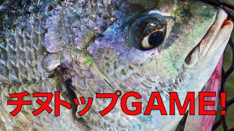 やるなら今！10〜11月は秋のチヌトップゲームのハイシーズン！【もりぞー的 アーバンチニング 第4回】