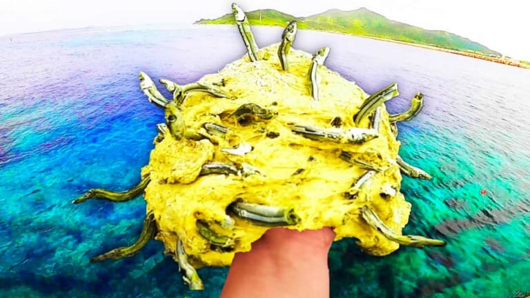 にぼし団子を海に落としたら３万匹の魚が襲来した【ハイサイ探偵団】