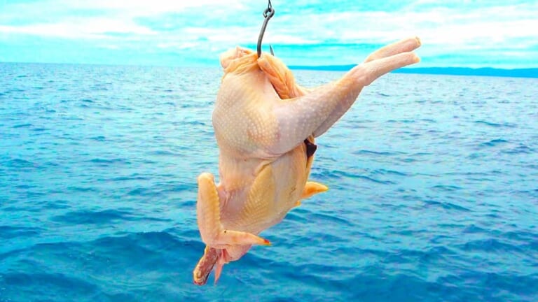 鶏をまるごと投下した後に『海底巨大魚』がヒットした［沖縄県］【ハイサイ探偵団】
