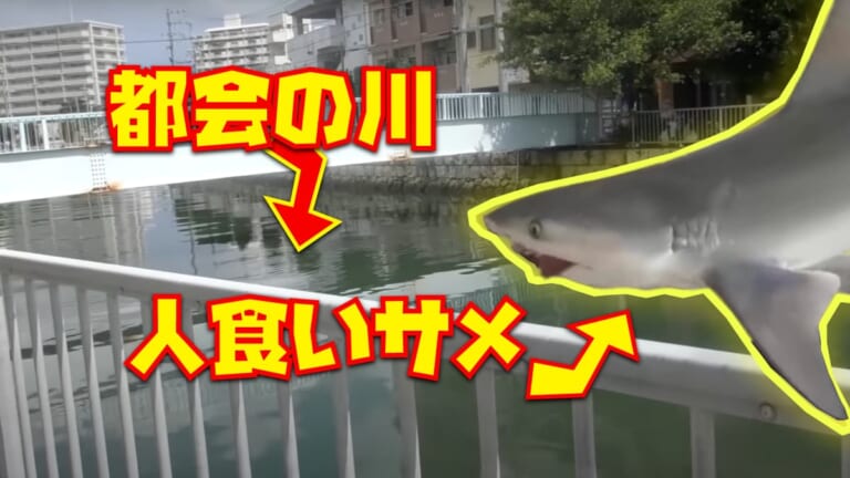 こんな住宅街にサメが！都会の川でサメを釣りあげるYoutuberが凄い【ハイサイ探偵団】