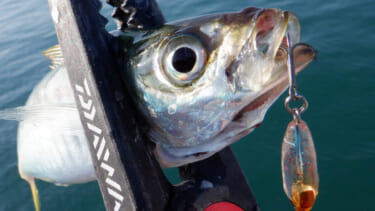 アジ・クロダイ・マダイ］とんでもなく魚影が濃いユニークな