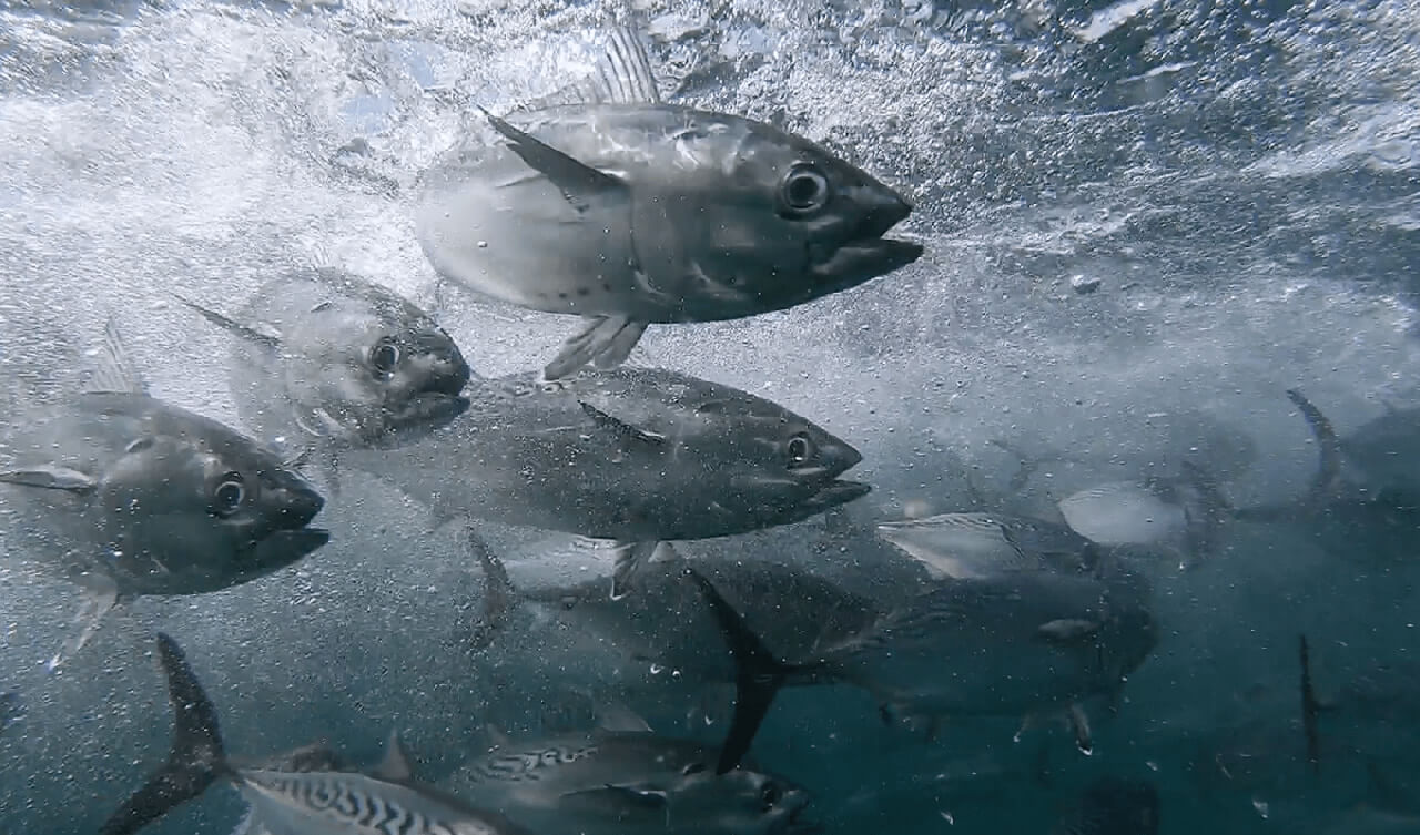 見た目はカツオ食べると絶品トロ 幻のレア魚 スマ 見分け方を解説 養殖はしてる ルアマガプラス