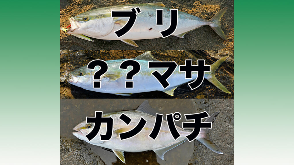 青物御三家］ブリとカンパチあと1つは？ 誰でもわかる3魚種の見分け方