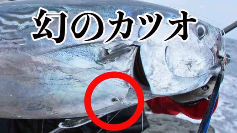 見た目はカツオ食べると絶品トロ！幻のレア魚「スマ」見分け方を解説。養殖はしてる？